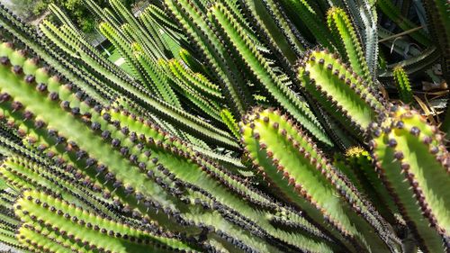 Huge group of cactus