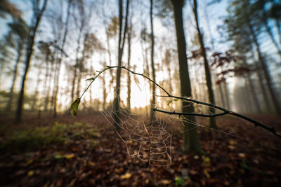 Close-up of spider web on tree trunk