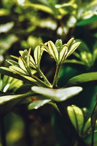 Close-up of plant