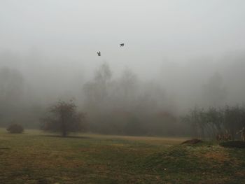 Bird flying over field during foggy weather