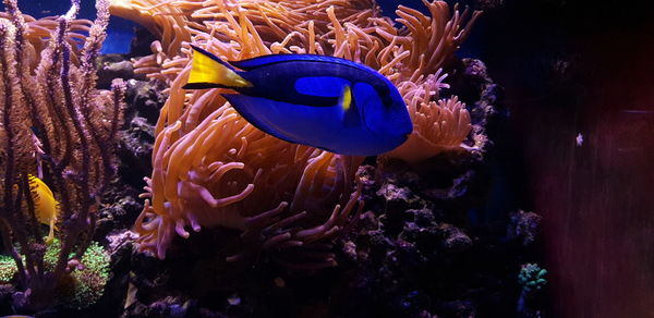 Close-up of fish swimming in sea