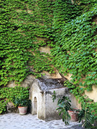 Ivies growing on wall