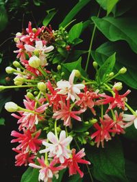 Close-up of flowers blooming outdoors