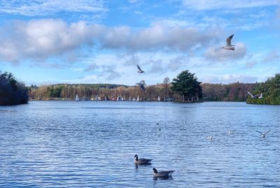 Birds flying over lake against sky