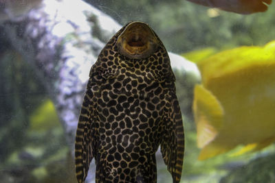 Close-up of fish swimming underwater