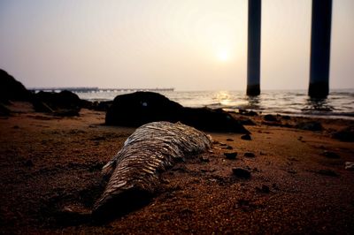 Close-up of dead fish on beach against sky during sunset