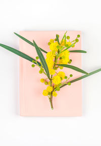 Close-up of yellow flowering plant against white background