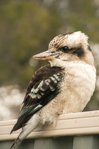 Close-up of a kookaburra