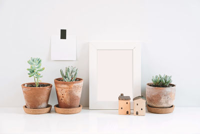 Close-up of potted plant against white background