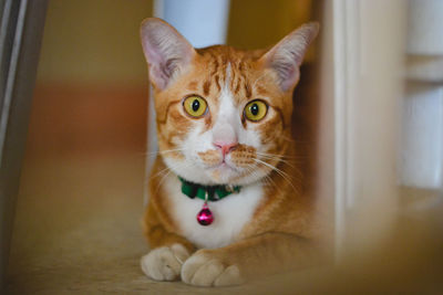 Portrait of ginger cat at home