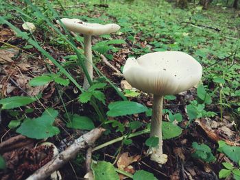 Close-up of mushroom growing on field