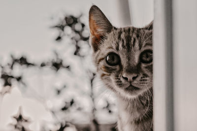 Close-up portrait of tabby cat