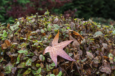 Close-up of dry maple leaves on field