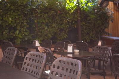 Close-up of sparrow perching on chair at sidewalk cafe