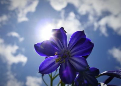 Close-up of purple flowering plant against blue sky