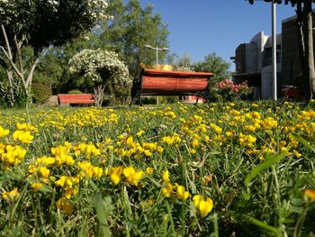 Yellow flowers blooming on field