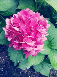 Close-up of pink flower