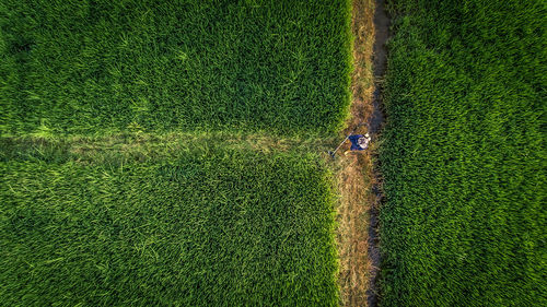 High angle view of crops on field