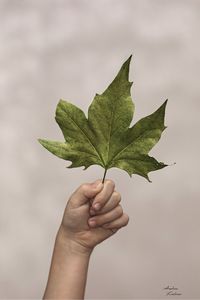 Close-up of hand holding leaves against white background