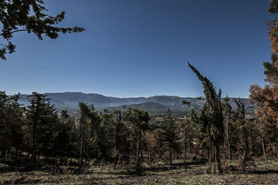 Scenic view of forest against clear sky