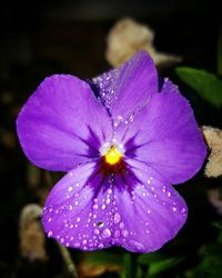 Close-up of water drops on pink flower