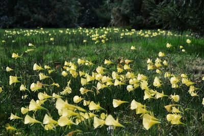 Close-up of yellow flowering plants on field