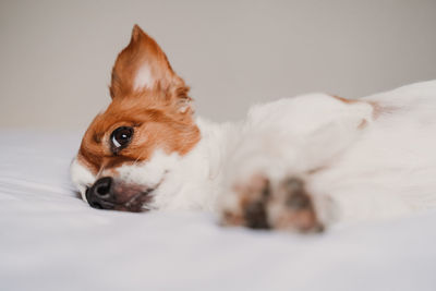 Portrait of dog sitting on bed