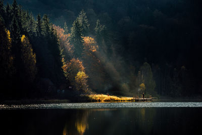 Scenic view of lake in forest during autumn