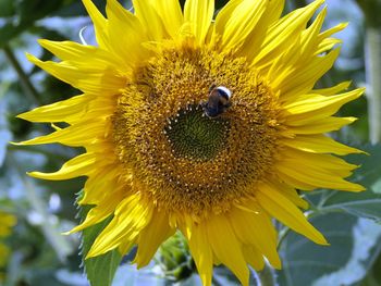 Close-up of bee pollinating on sunflower