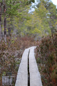 Surface level of boardwalk amidst trees on field