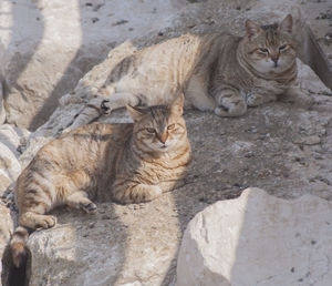 Cats on rock