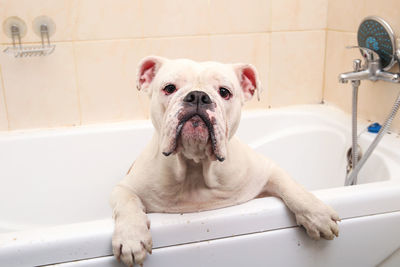 Portrait of dog in bathroom