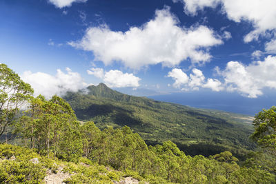 Scenic view of forest against sky