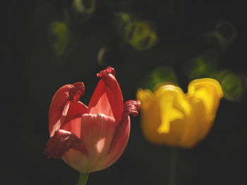 Close-up of red and yellow tulips blooming outdoors