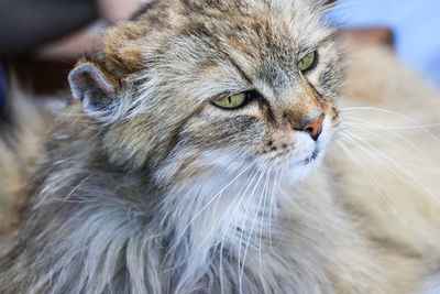 Close-up of a cat looking away