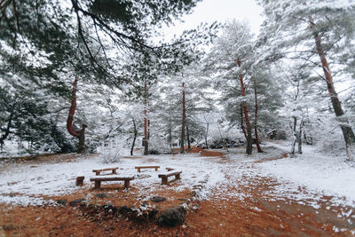 View of trees on snow covered field during winter