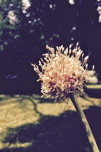 Close-up of dandelion