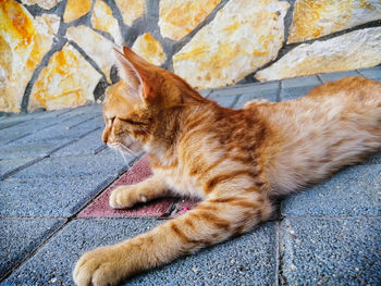 Cat lying on footpath