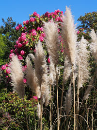 Pink flowers blooming on tree