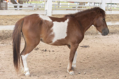 Horse standing in ranch