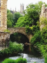 Arch bridge over river amidst trees and buildings