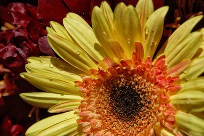Close-up of yellow flower blooming outdoors