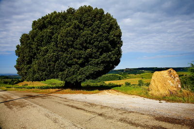 Trees growing on field and road against sky