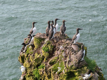 Birds perching on rock in sea