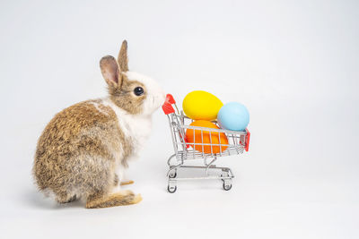 Close-up of cute baby against white background