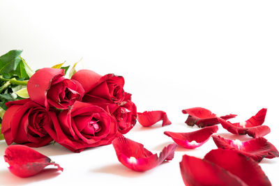 Close-up of red roses against white background