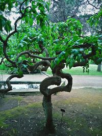 Trees in park