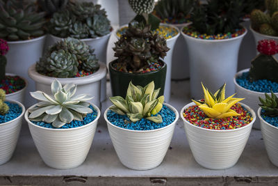 Close-up of potted plants for sale