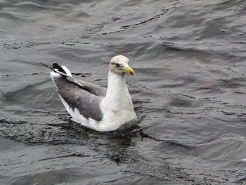 High angle view of seagull swimming in lake