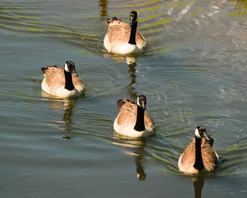 Ducks swimming on lake